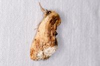 Ptilodon cucullina
