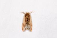 Ptilodon cucullina
