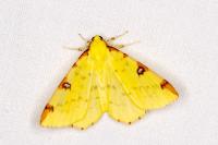 Opisthograptis luteolata