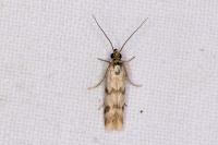 Homoeosoma sinuella