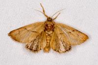 Apoda limacodes