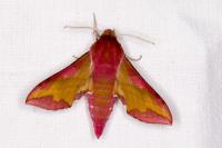 Deilephila porcellus