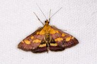 Pyrausta purpuralis
