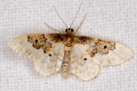 Idaea rusticata