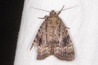 Amphipyra pyramidea