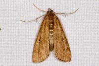 Parapoynx stratiotata