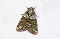 Cryphia algae