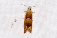Eucosma conterminana