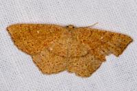 Cyclophora ruficiliaria
