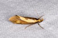 Harpella forficella
