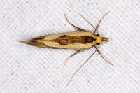 Harpella forficella