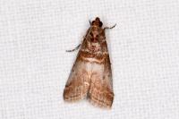 Acrobasis advenella