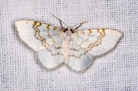 Asthena albulata