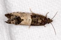 Spilonota ocellana