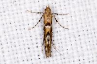Acrocercops brongniardella