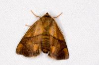 Apoda limacodes