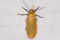 Wittia sororcula