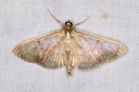 Patania ruralis