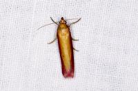 Oncocera semirubella