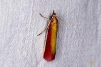 Oncocera semirubella