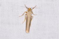 Manulea complana