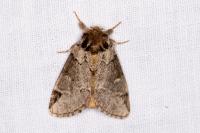 Drymonia obliterata