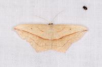 Timandra comae