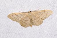 Idaea aversata