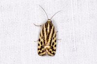 Emmelia trabealis