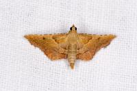 Endotricha flammealis