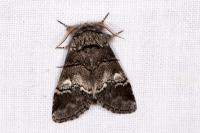 Drymonia querna