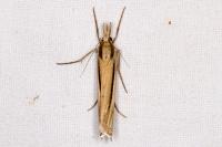 Ancylolomia tentaculella