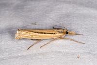 Ancylolomia tentaculella