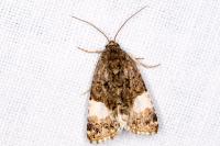 Tyta luctuosa
