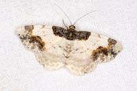 Ligdia adustata