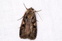 Xestia c-nigrum