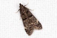 Dichomeris alacella
