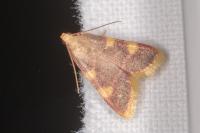 Hypsopygia costalis