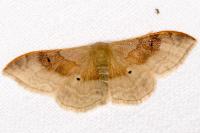 Idaea degeneraria