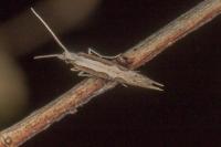 Plutella xylostella