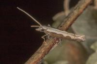Plutella xylostella