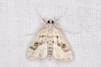 Parapoynx stratiotata