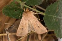 Mythimna ferrago