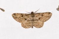 Peribatodes rhomboidaria