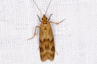 Homoeosoma sinuella