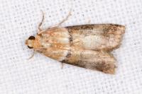 Acrobasis repandana