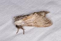 Harpyia milhauseri