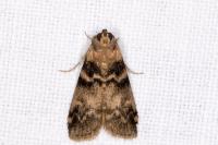 Euzophera pinguis