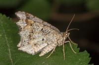 Macaria alternata