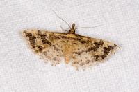 Alucita hexadactyla